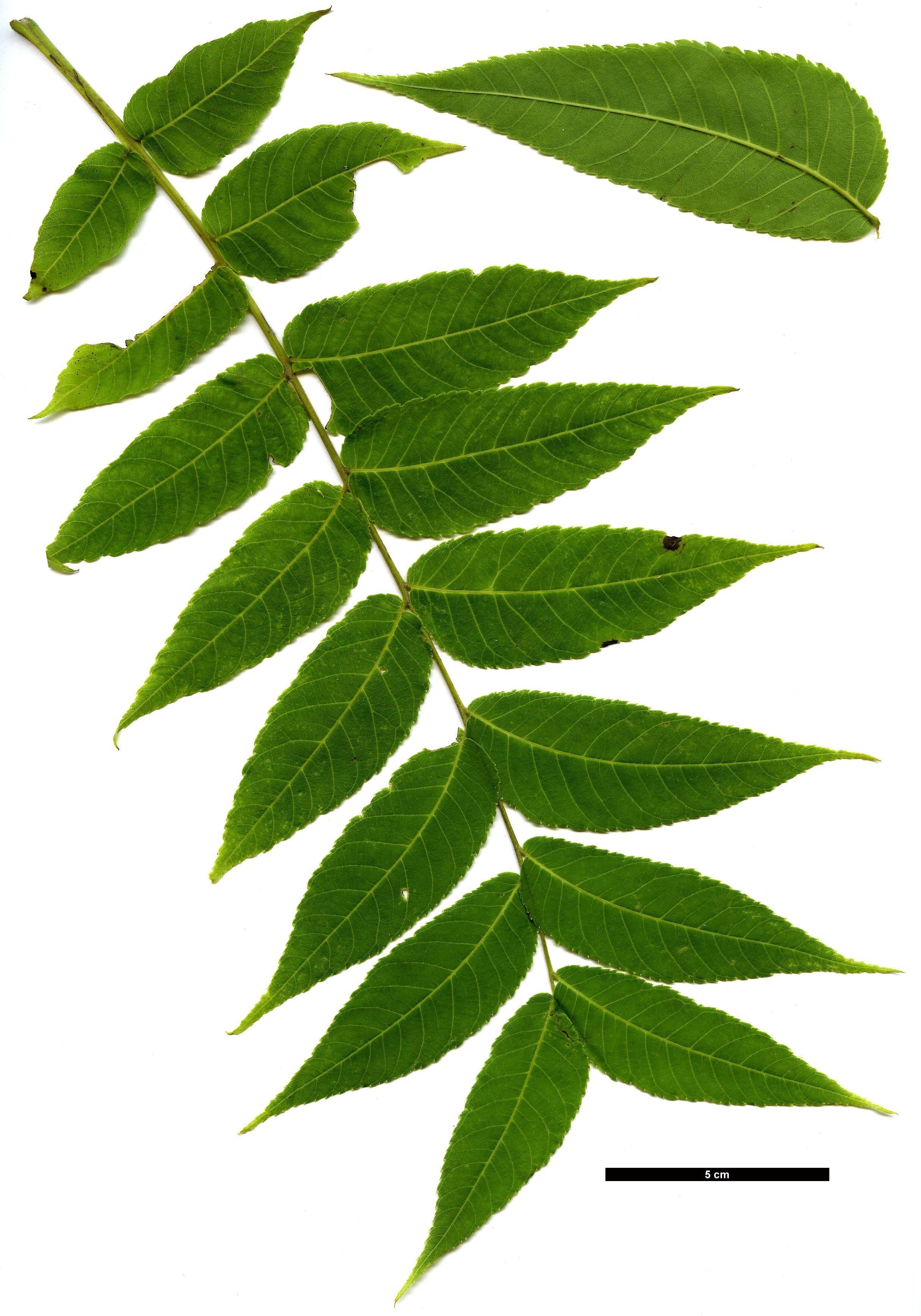 گردوی سیاه - معرفی و راهنمای پرورش و نگهداری درختان زینتی